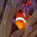 anemonefish_falseclown_kimaab14_v_0035_sul7606.jpg